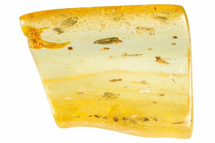 Polished Colombian Copal ( g) - Contains Insects! #364271